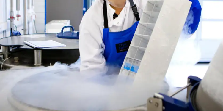 ratos congelados cérebro