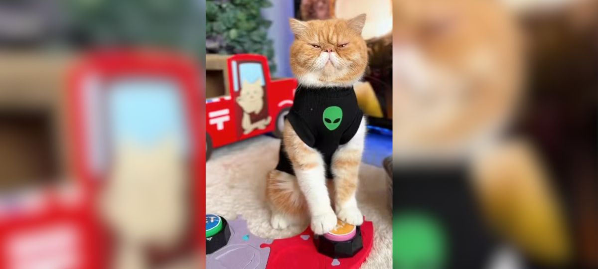 khariton gato vidente