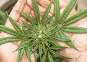 maconha