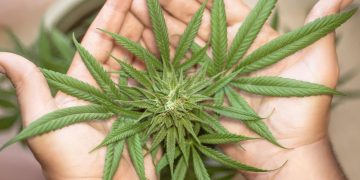 maconha