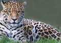 onça pintada animal brasil extinção