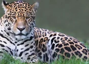 onça pintada animal brasil extinção