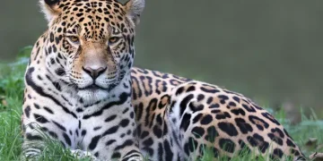 onça pintada animal brasil extinção