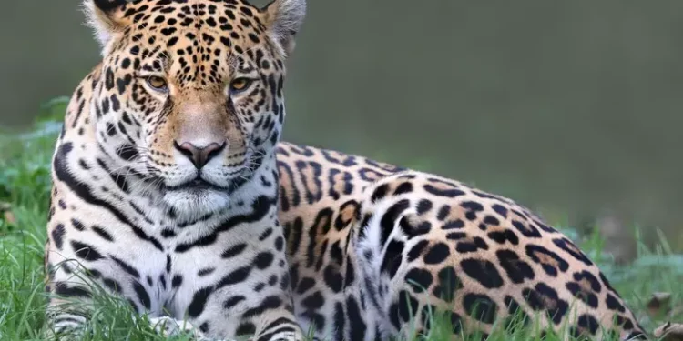 onça pintada animal brasil extinção