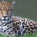 onça pintada animal brasil extinção