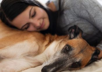 cachorro cama mulher
