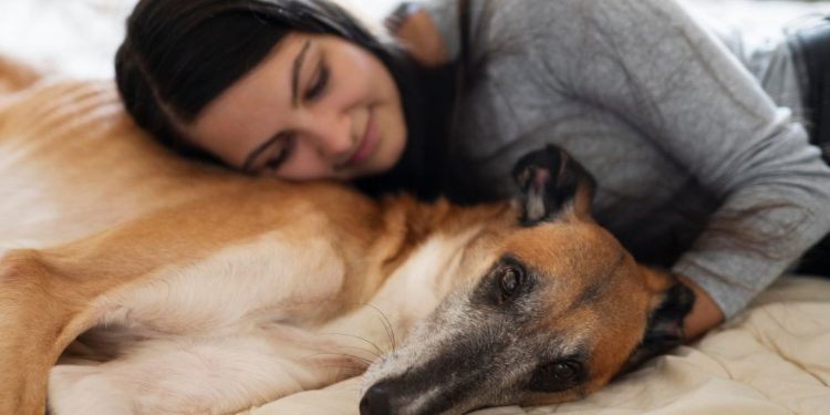 cachorro cama mulher