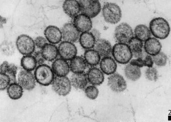 hantavirus virus oms gripe surto