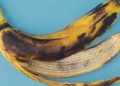 cascas de banana