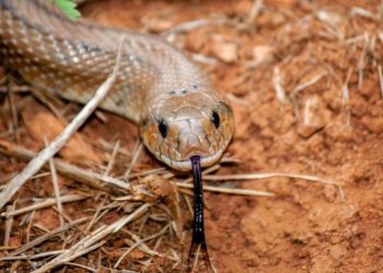 cobra