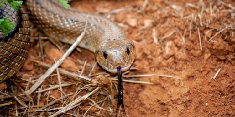 cobra