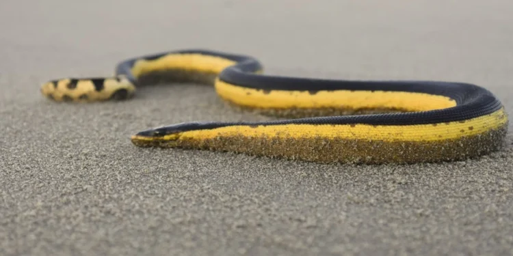 cobra-do-mar-pelágio