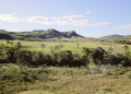 Cerrado (Foto: Agência Brasil)