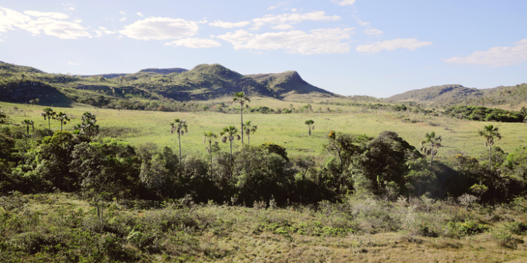 Cerrado (Foto: Agência Brasil)