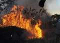 incendio floresta fogo arvore
