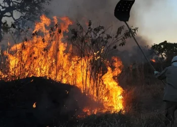 incendio floresta fogo arvore
