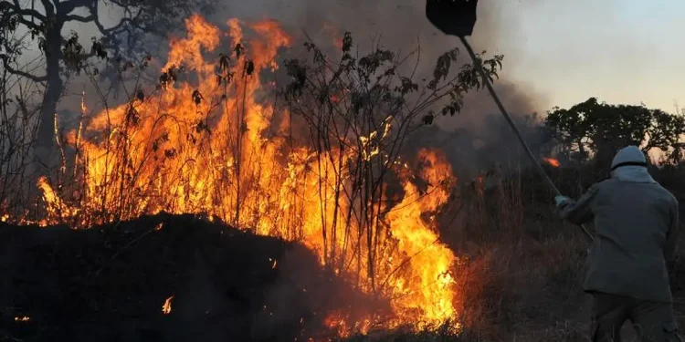 incendio floresta fogo arvore