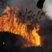 incendio floresta fogo arvore