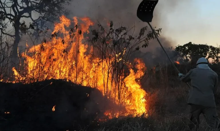 incendio floresta fogo arvore