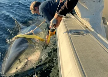Foto: Reprodução/OCEARCH