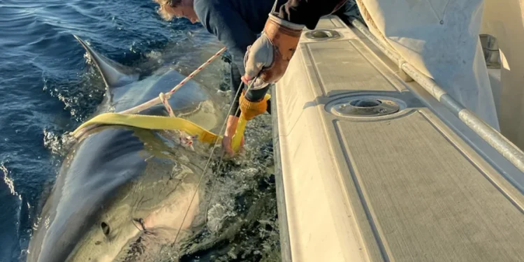 Foto: Reprodução/OCEARCH