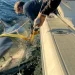 Foto: Reprodução/OCEARCH