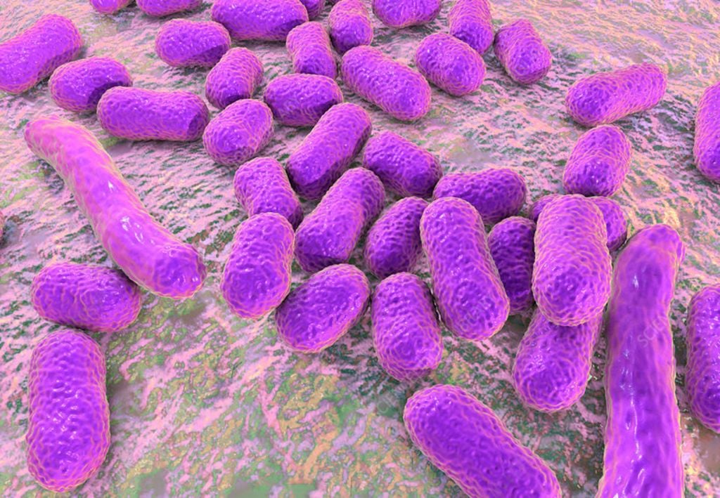 Acinetobacter baumannii, bactéria mortal oms