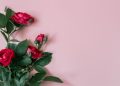 rosas