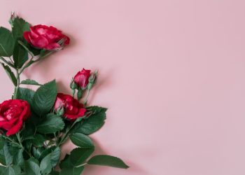 rosas