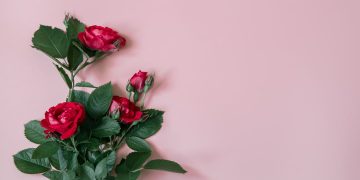 rosas