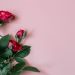 rosas