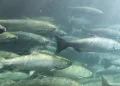 salmão maior peixe