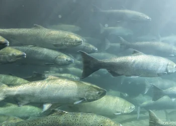 salmão maior peixe