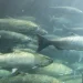 salmão maior peixe
