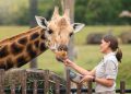 Foto: Divulgação/Australia Zoo