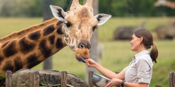 Foto: Divulgação/Australia Zoo