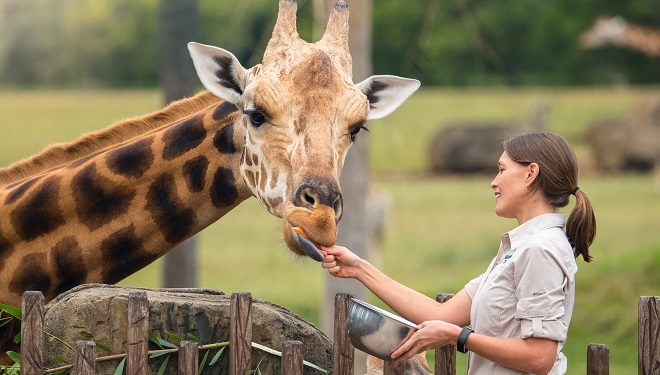 Foto: Divulgação/Australia Zoo