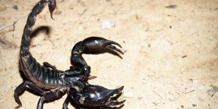 escorpião