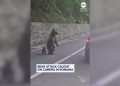 filhote de urso ataque