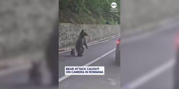 filhote de urso ataque