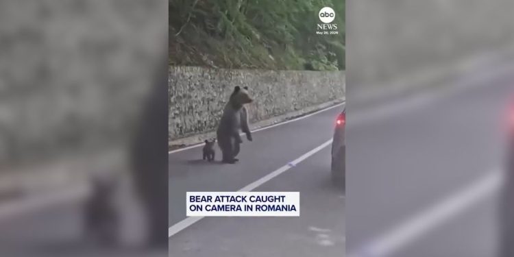 filhote de urso ataque