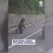 filhote de urso ataque