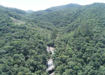 mata atlântica