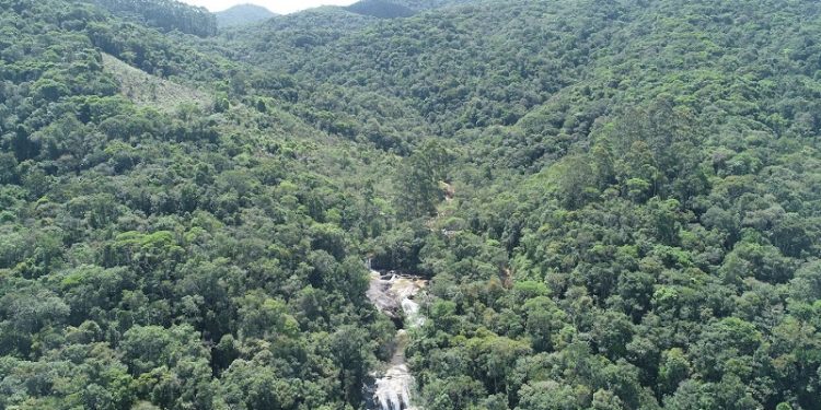 mata atlântica