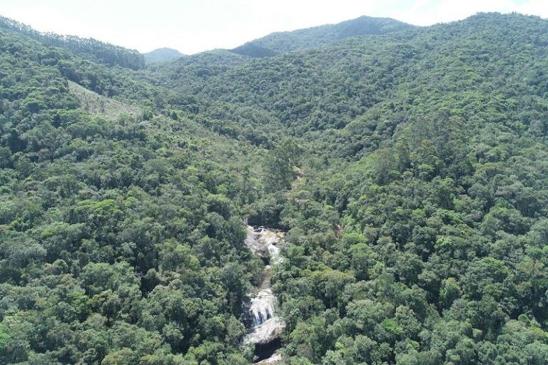 mata atlântica