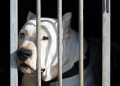 pitbull