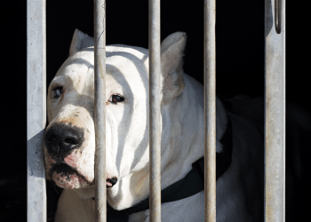 pitbull