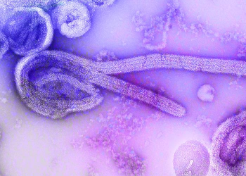 virus ebola