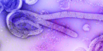 virus ebola