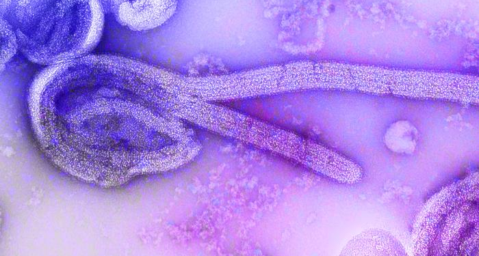virus ebola